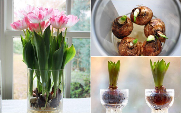 Phương pháp trồng hoa tulip thủy canh - Đèn led Philips